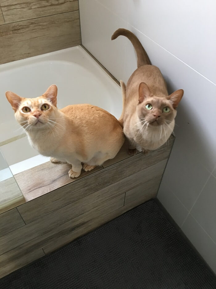 Una scena commovente con Erik e Rexxie, due gatti che amano accompagnare il loro padrone in bagno durante le routine di cura degli animali domestici, mettendo in mostra il forte legame e il cameratismo tra compagni umani e felini.