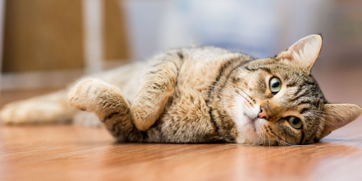 Gatto meticcio grigio adulto sdraiato sul pavimento