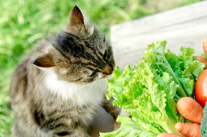 Un gatto che annusa una combinazione di lattuga e carota, mostrando la sua curiosità verso vari odori e potenziali nuovi alimenti