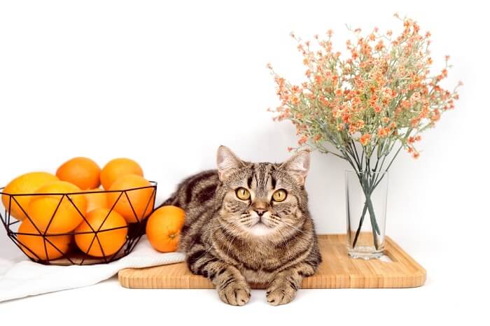 Un gatto che osserva con curiosità la telecamera vicino a un cesto di arance e un vaso di fiori, catturando un momento affascinante e curioso