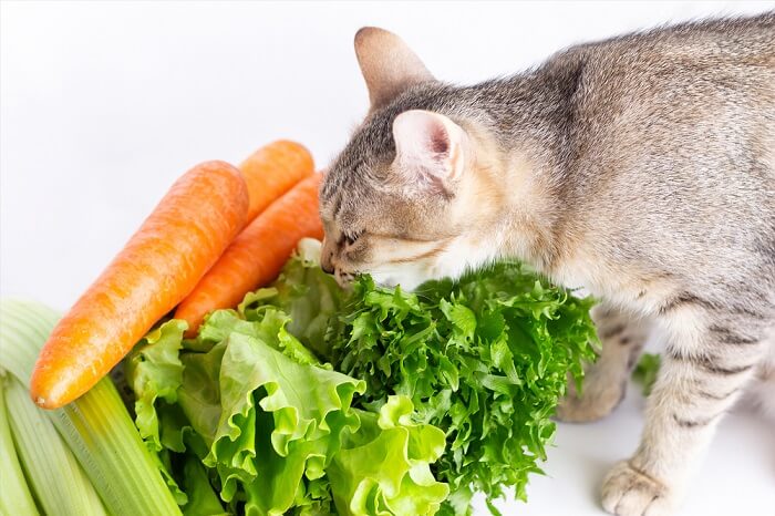 Un gatto che annusa con curiosità un mix di lattuga, carota e sedano