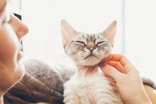 Uno studio dimostra che il tuo gatto potrebbe essere la chiave per prevenire la perdita di memoria