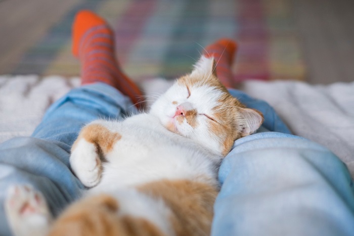 Immagine che cattura il comportamento possessivo di un gatto, evidenziando il suo attaccamento a un oggetto o a un territorio particolare, un tratto comune nel comportamento felino.