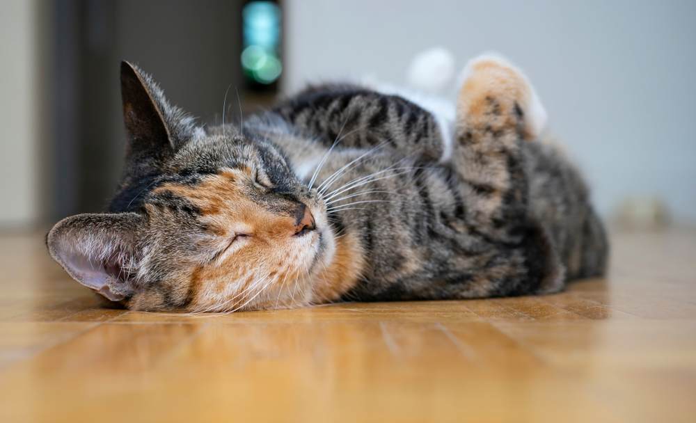 Gatto Torbie sdraiato sulla schiena e dorme sul pavimento.