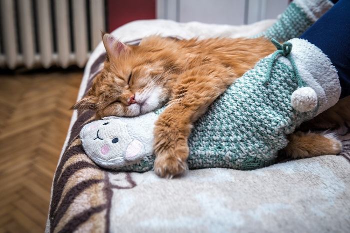 L'immagine trasmette una scena familiare e commovente di un gatto che dorme pacificamente su una persona.