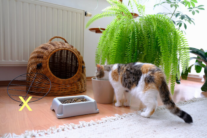 con cibo per gatti e acqua