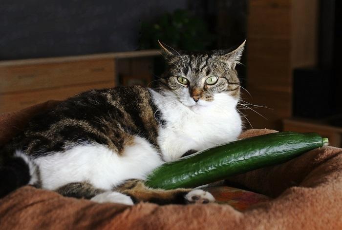 Immagine di un gatto seduto vicino a un cetriolo, che mostra il comportamento calmo e curioso del felino