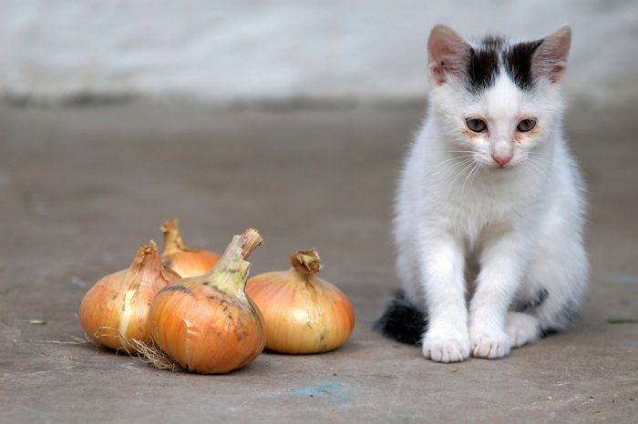 Un'immagine di un gatto vicino a una cipolla