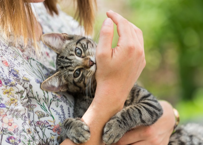 Un'immagine che raffigura un gatto che morde la mano di una ragazza.