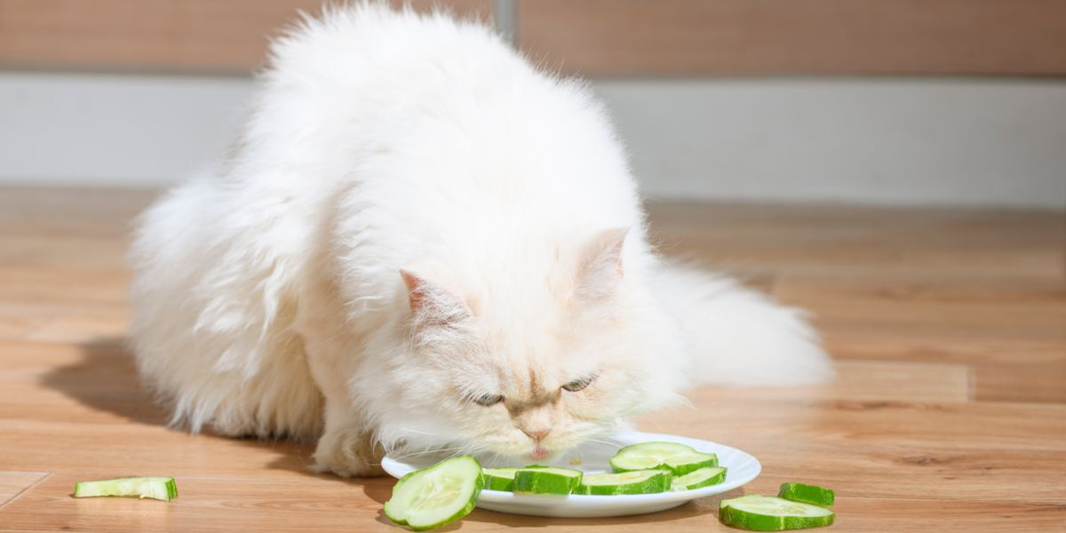 Immagine raffigurante un gatto e un cetriolo, che cattura la reazione di un felino al cetriolo