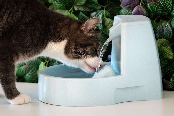 Un'immagine che mostra un gatto mentre beve acqua da una ciotola.