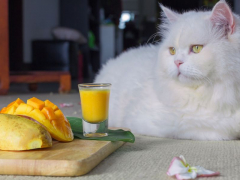 Image illustrating a cat eating mango, prompting discussions about the compatibility of this fruit with a cat's diet and potential effects