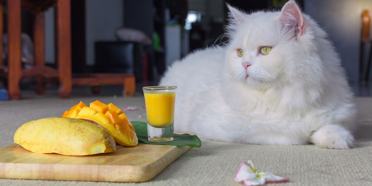 Immagine che illustra un gatto che mangia un mango, stimolando discussioni sulla compatibilità di questo frutto con la dieta di un gatto e sui potenziali effetti