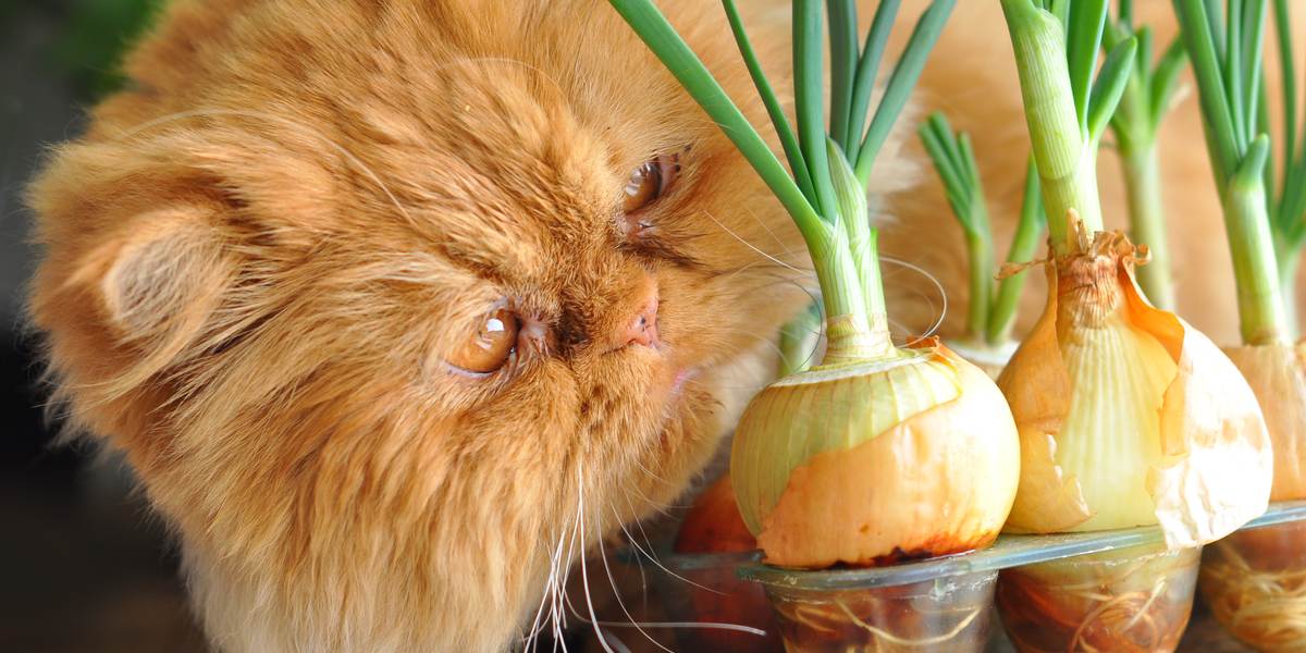 Un'immagine che illustra un gatto che mangia una cipolla, evidenziando i potenziali pericoli e la tossicità delle cipolle per la salute dei felini