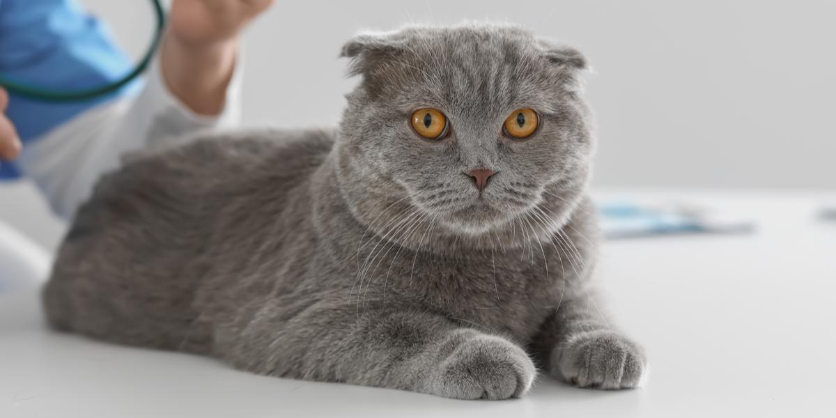 Un gatto grigio e bianco riposa pacificamente, rannicchiato su una superficie morbida, simboleggiando tranquillità e contentezza.