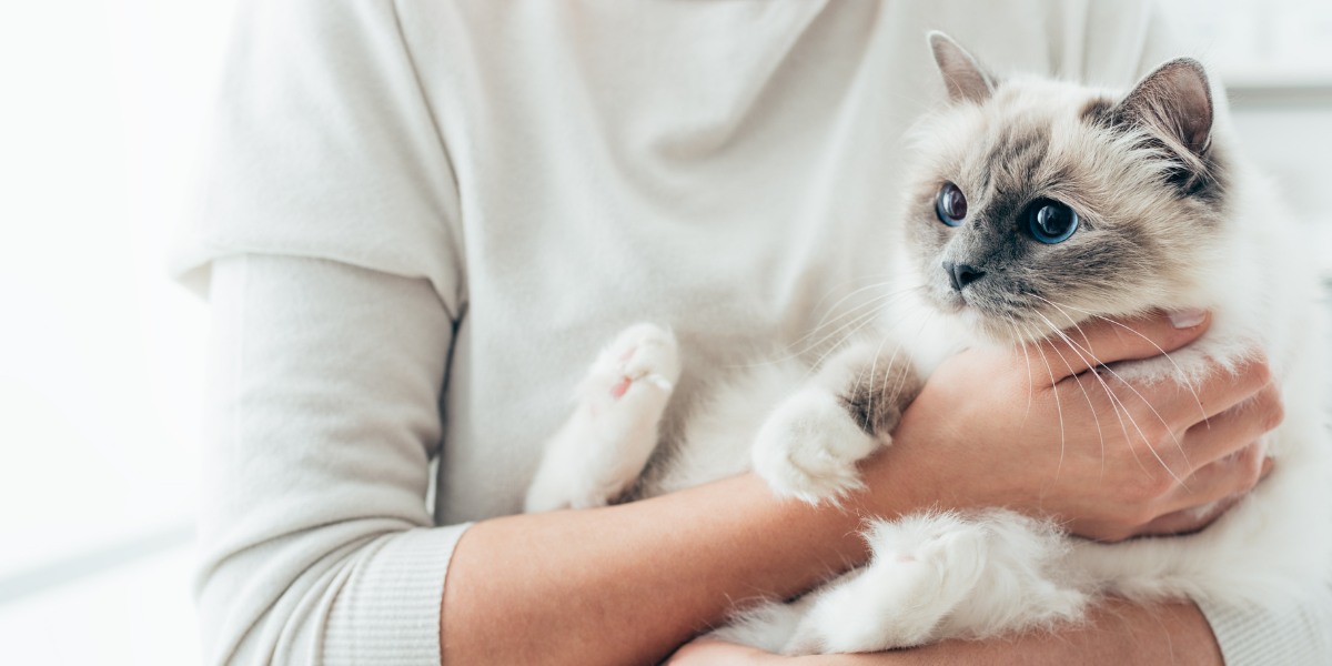 Un'immagine toccante che mostra un momento commovente in cui un gatto riceve un dolce abbraccio da un essere umano.