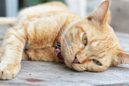 10 Segnali sottili che indicano che il tuo gatto potrebbe essere malato