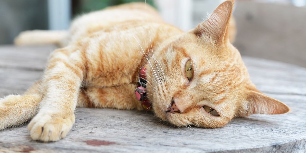 Un'immagine che raffigura un gatto indebolito, che mostra segni di malattia.