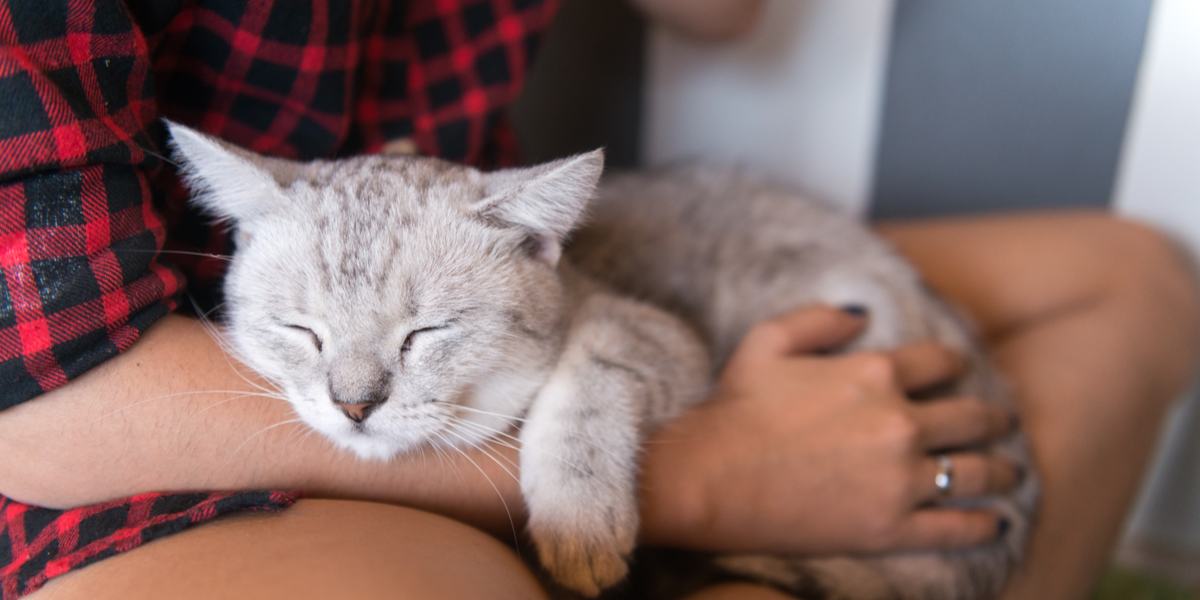 Gatto che dorme su una persona.