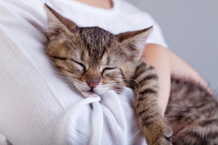 Adorabile immagine di un gattino che abbraccia affettuosamente un peluche, catturando una commovente dimostrazione di innocenza e giocosità.