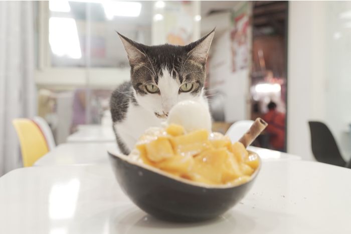 Un piatto di gelato al mango, che solleva considerazioni sulla sua idoneità al consumo da parte dei gatti e sui potenziali effetti sulla loro salute