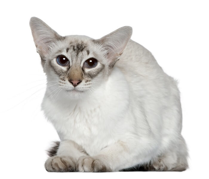 Immagine di un gatto balinese bianco, noto per il suo pelo setoso e l'aspetto elegante, seduto con grazia e che emana un'aria di purezza e fascino.