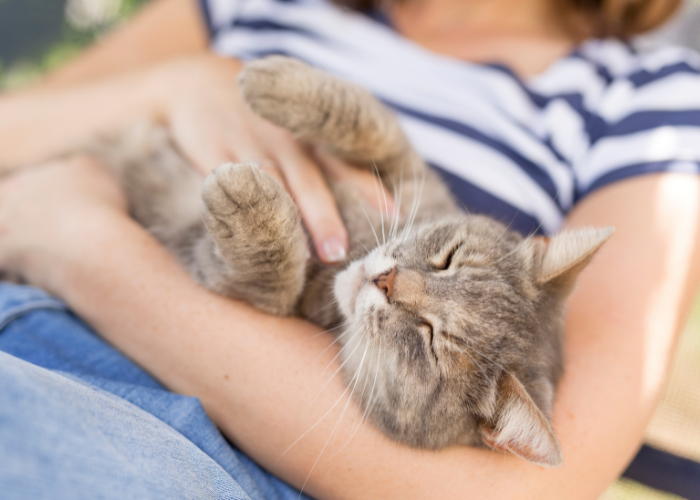 rafforza il tuo legame con il tuo gatto