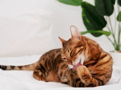 Beautiful bengal cat licking paw