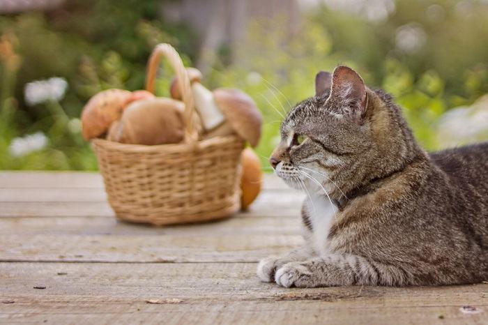 Un gatto seduto tranquillamente vicino a un fungo posto in un cestino