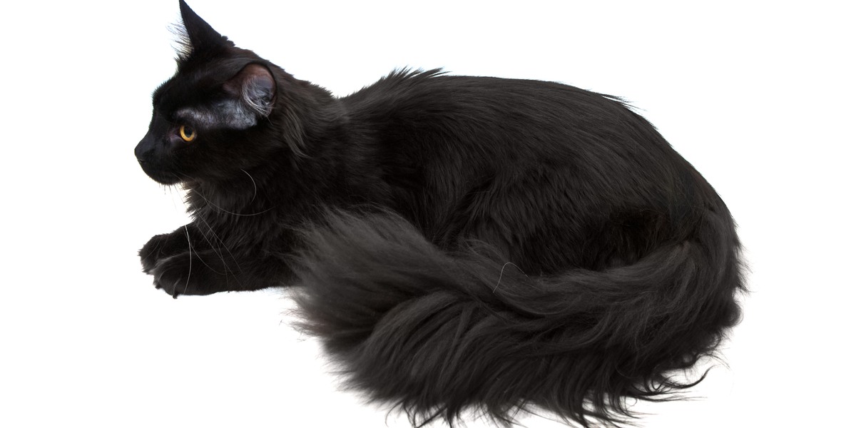 Maestoso gatto Maine Coon nero con le sue dimensioni impressionanti, le orecchie a ciuffo e la coda folta