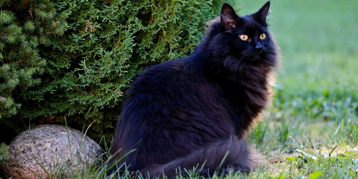 Incantevole gatto norvegese delle foreste nero, dal mantello folto e dallo sguardo accattivante, che incarna l'aspetto robusto e maestoso della razza, nonché la sua personalità giocosa e amichevole.