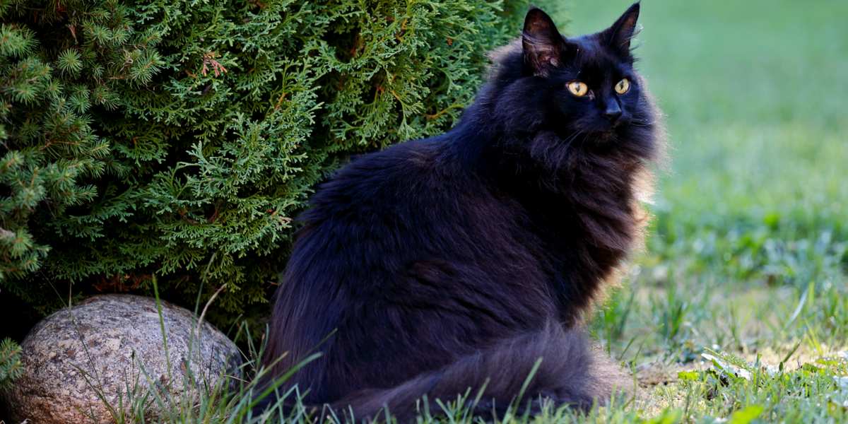 10 Meravigliose Razze Di Gatti Neri Che Vi Conquisteranno Cats 10 Meravigliose Razze Di Gatti Neri Che Vi Conquisteranno Cats
