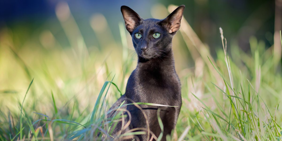 Elegante gatto orientale a pelo corto nero, con la sua corporatura elegante e gli affascinanti occhi a mandorla, che rappresentano la presenza seducente e sofisticata della razza.