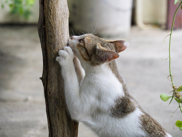 L'immagine probabilmente raffigura un gatto che mostra un comportamento territoriale, forse per difendere il proprio territorio da un intruso.