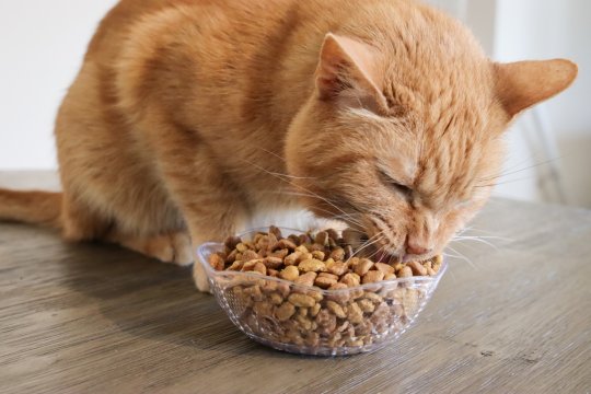 Quanto dare da mangiare a un gatto