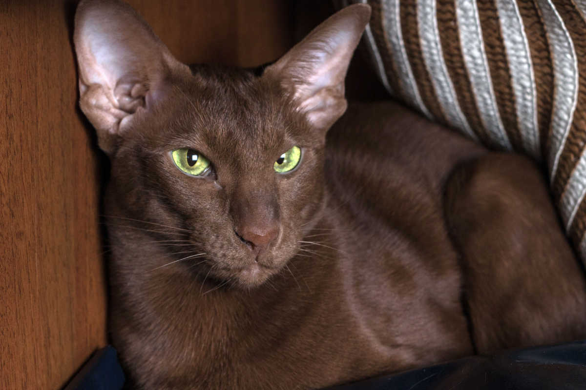 Gatto orientale a pelo corto color cioccolato