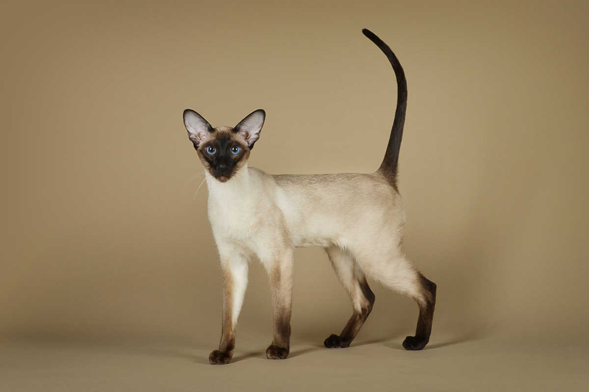 Gatto siamese seal-point