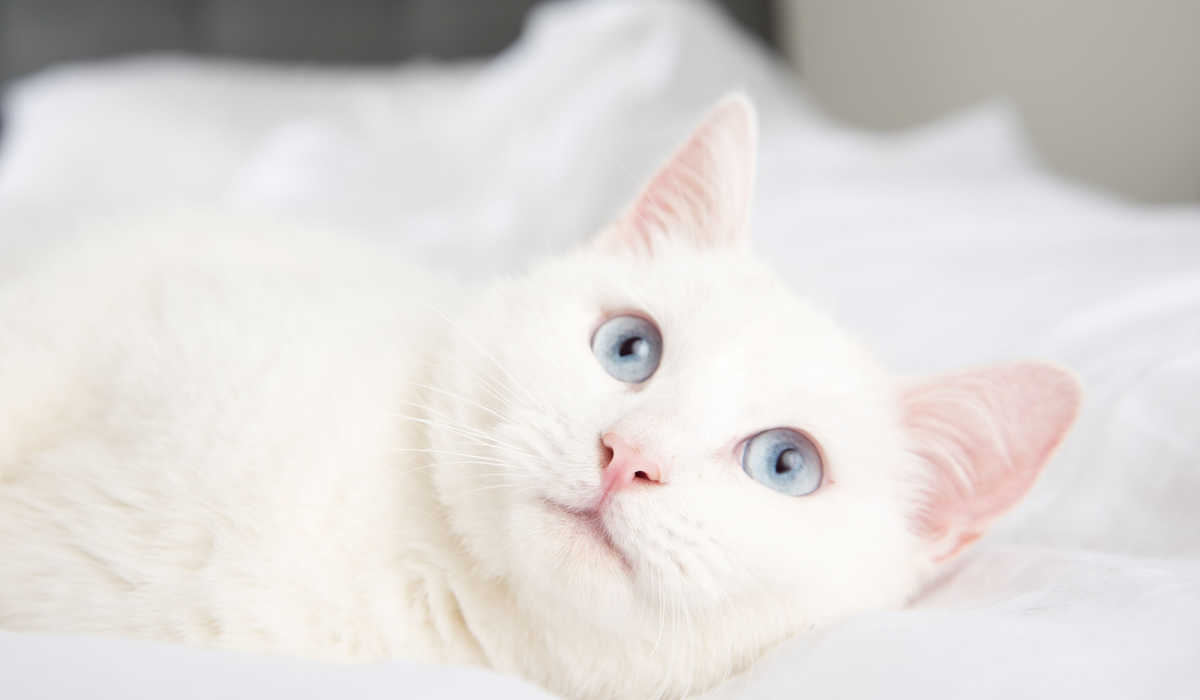 Gatto albino bianco con occhi azzurri