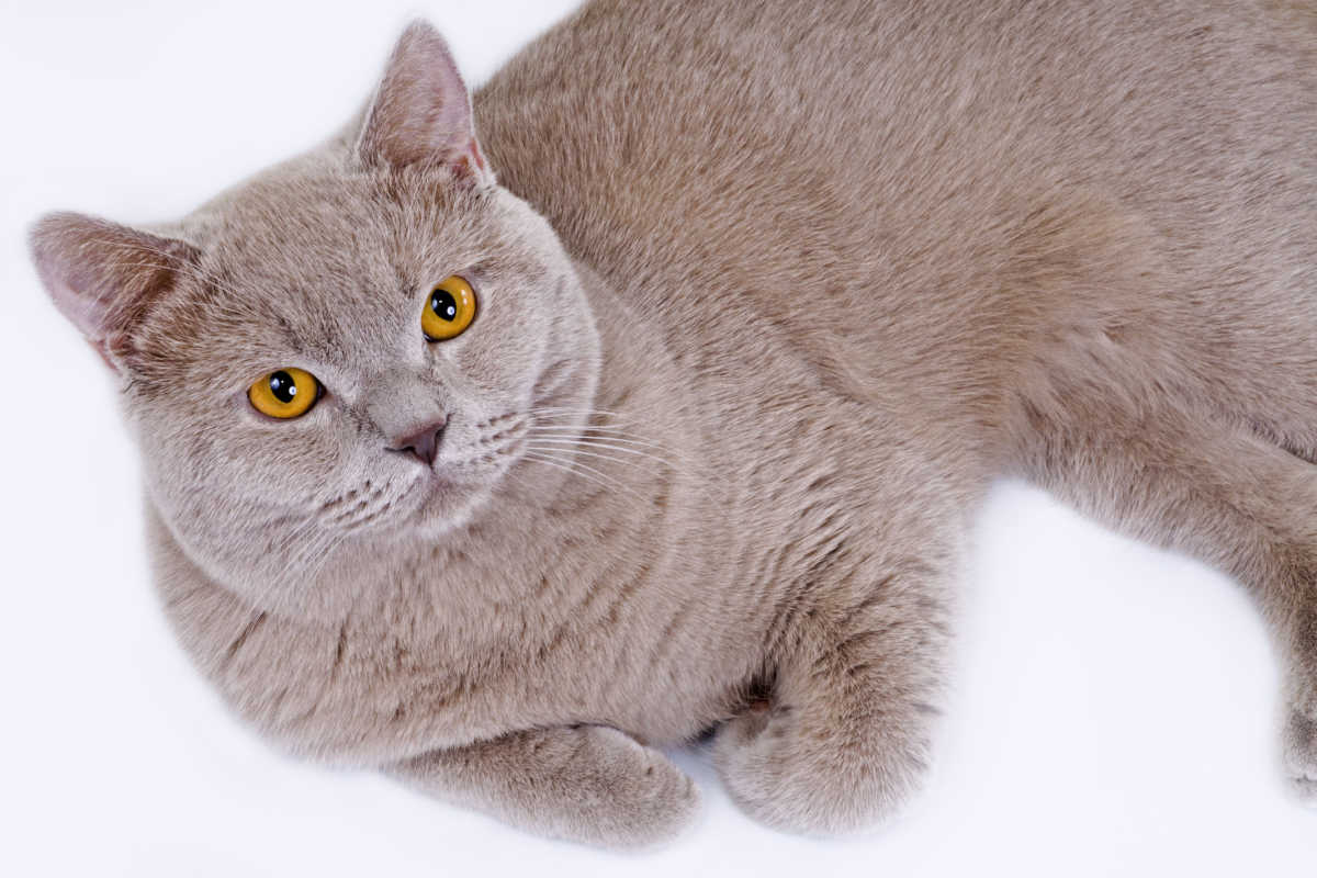 Gatto British Shorthair color lilla