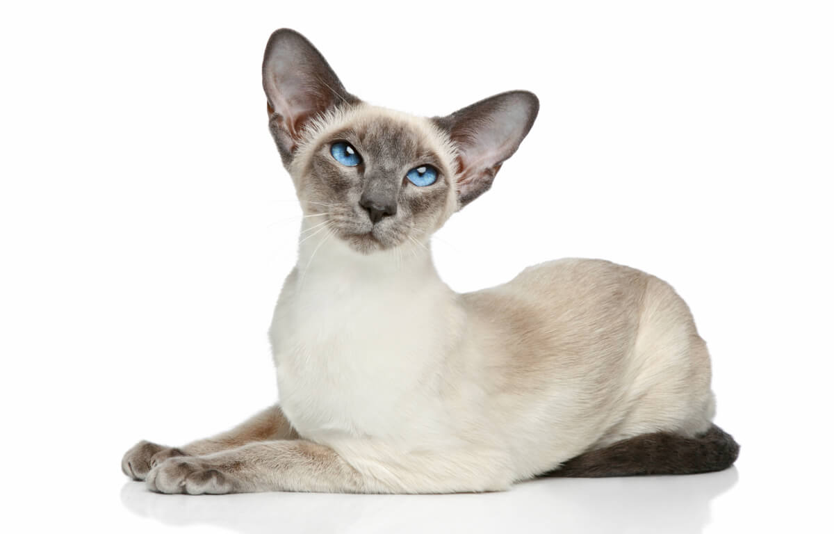 Gatto siamese con occhi azzurri