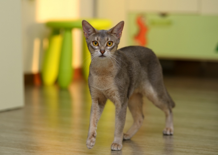 Immagine suggestiva di un gatto abissino, che mette in mostra il suo caratteristico mantello con pelliccia ispida e gli affascinanti occhi a mandorla.