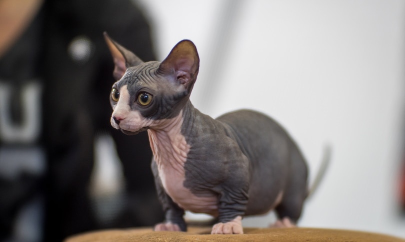 Immagine di un gatto Bambino, una razza nota per la sua mancanza di pelo e le zampe corte, seduto in una posa adorabile e accattivante.