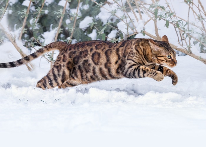 Gatto del Bengala in una corsa veloce.