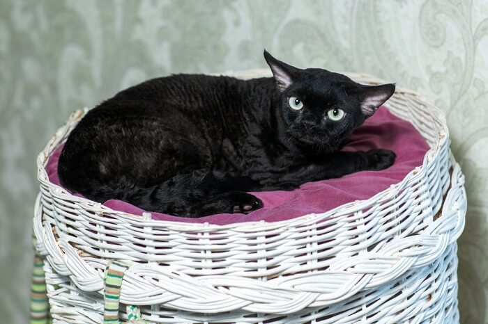 Caratteristico gatto Devon Rex nero con il suo pelo riccio e lo sguardo accattivante