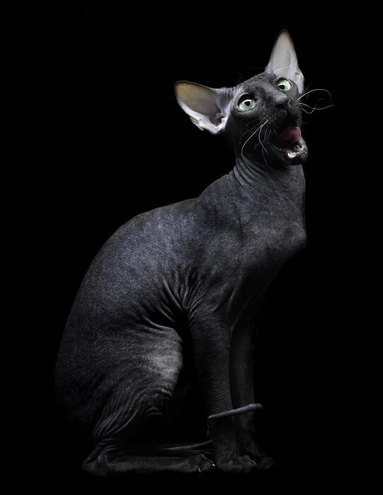 Unico gatto Sphynx nero, con il suo aspetto senza pelo e la pelle vellutata, che mette in risalto il fascino distintivo e la natura affettuosa della razza.