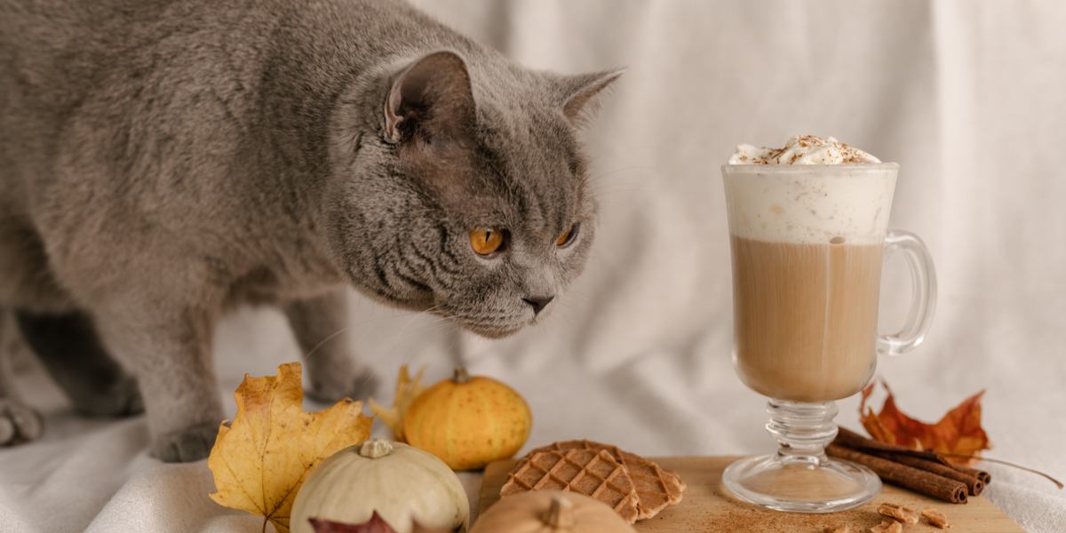 Un gatto vicino a un contenitore di cannella, con la domanda se i gatti possono mangiare la cannella.