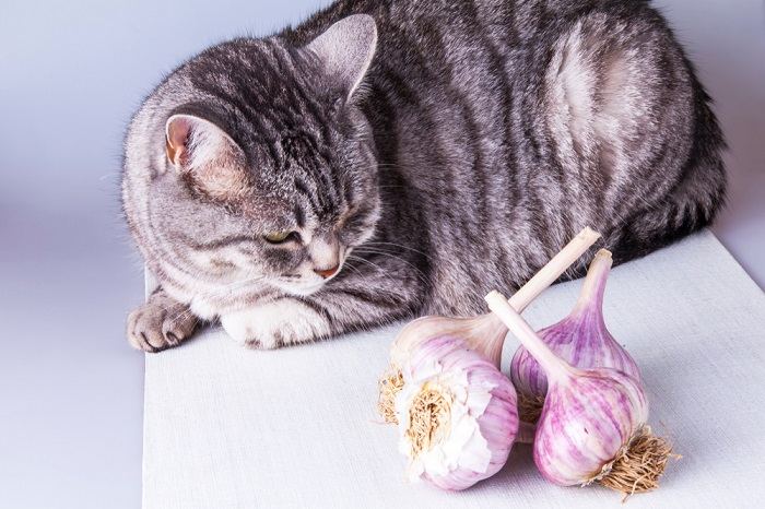 Immagine di un gatto seduto vicino a bulbi d'aglio