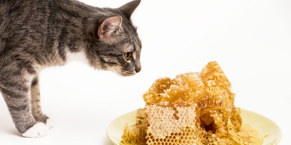 Un gatto che annusa curiosamente un piatto di miele, mostrando la sua natura curiosa e l'esplorazione degli odori