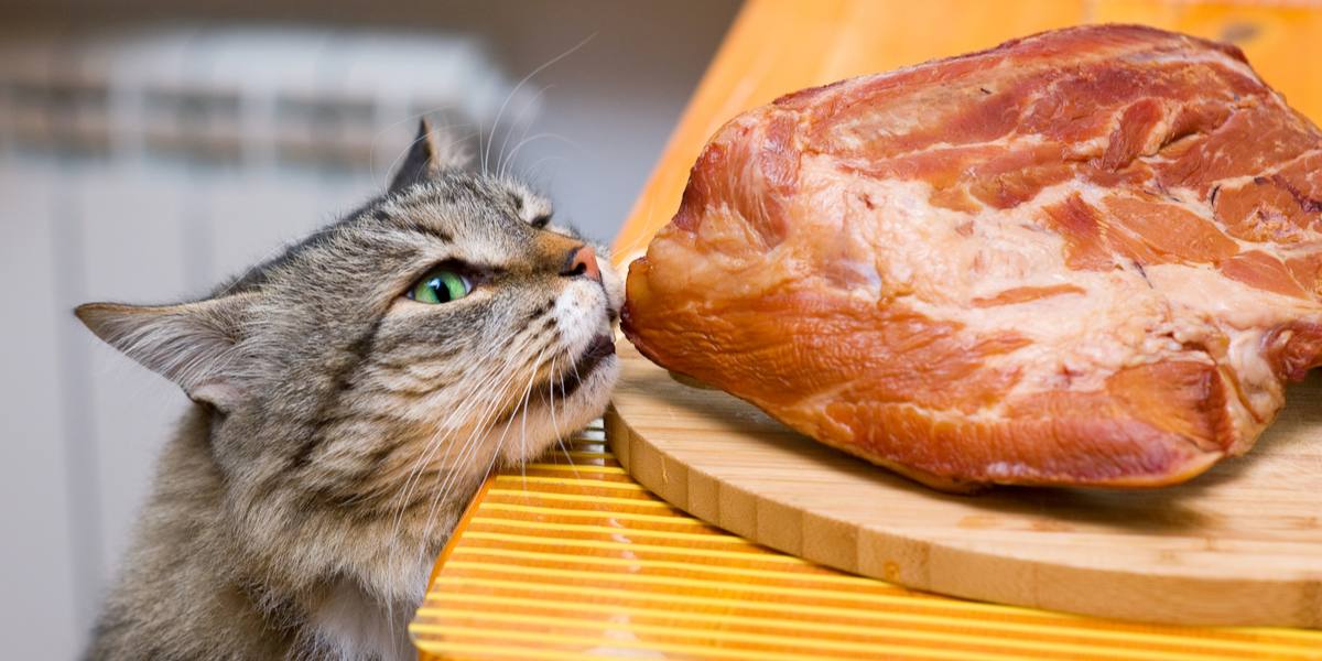 "Rappresentazione visiva che affronta la questione: 'I gatti possono mangiare carne di maiale?