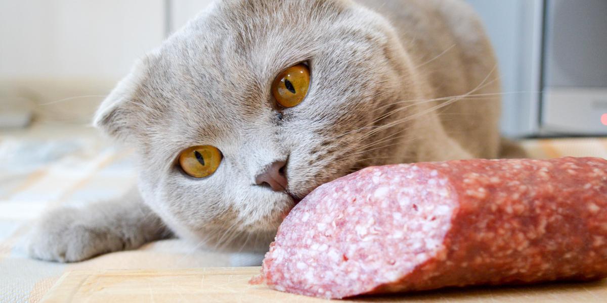 Mettendo in dubbio la possibilità che i gatti mangino salame, un'immagine evidenzia una domanda comune sulla dieta dei felini.